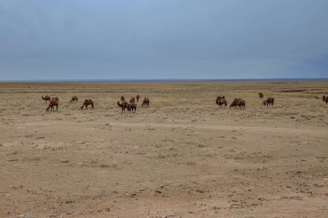 camels in the Gobi desert